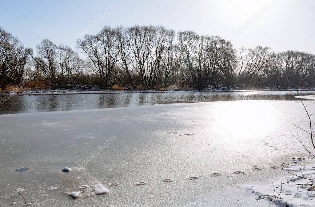 The end of winter and the early spring. Melting ice on the river. Path from the footprints of an animal or bird. Sunny day. Nature landscape. Environmental protection. Fishing and outdoor activities.