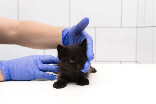 Checkup and treatment of black little kitten at a veterinarian appointment at veterinary clinic. Close-up of hands of doctor in blue latex gloves with copy space on white background. Pet vaccination.