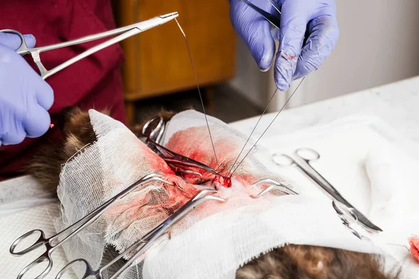 Sterilization of a cat close-up. End of abdominal surgery, vet sews up the soft tissues of the abdomen. Veterinary cat surgery, urolithiasis. Emergency medical assistance.