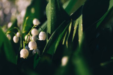 Çayırda yaprakları olan vadi zambakları. Beyaz doğal çan. Kokulu bahar güzel orman çiçeği. Çiçek açan bitki. Bahar geldi. Anneler Günü. Uluslararası Kadınlar Günü. Tebrik kartı.