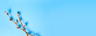 Pussy willow twig on blue color background. Copy space. Empty text place. Banner. Easter holiday card. Springtime mockup design. Christ is risen. Palm Sunday. Symbol of faith. To view. Visiting card.