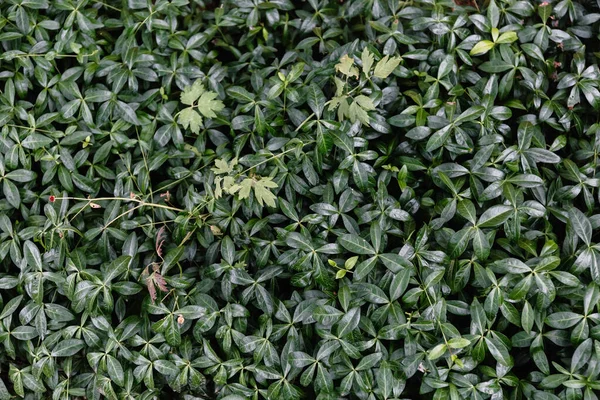 Green Wall Climbing Plant Live Natural Hedge Gardening Course Natural — Stock Photo, Image