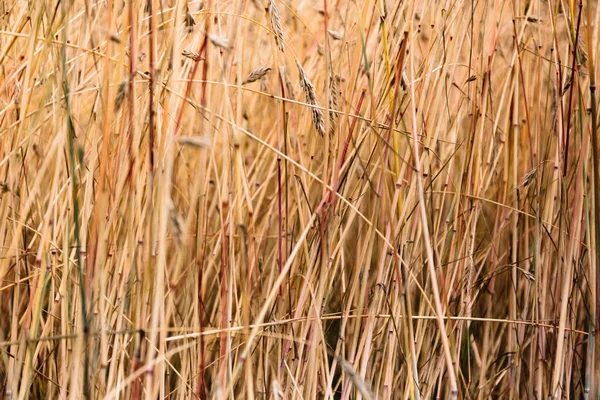 Серпня Час Збору Врожаю Щілинні Вуха Пшениці Крупним Планом Фоні — стокове фото