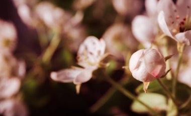 Beyaz ve pembe çiçek açan elma ağacına yakın plan. Çiçek açma dönemi. Çiçek nektarı. Pankart ya da tatil belgesi, kopyalama alanı, metin yeri. Bahçe reklam panosu. Ağaç türü. Bahar geldi. Seçim bilimi.