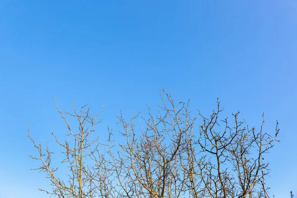 Δέντρο Κλαδιά Χωρίς Φύλλα Κοντά Ένα Φωτεινό Γαλάζιο Ουρανό Μια — Φωτογραφία Αρχείου