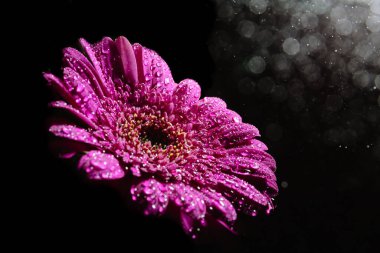 Büyük, güzel Gerbera çiçeğinin mor rengi siyah bir zemin üzerinde izole edilmiş ve havada su damlacıkları var. Tatil için kart ya da mağaza reklamı için pankart. Metin için bir yerin var..