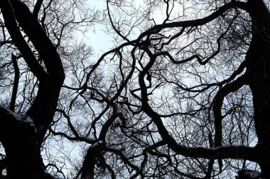 Bulutlu arka planda Çıplak Ağaç Dalları. Korkunç ve kasvetli bir yer. Sonbaharın sonlarında parkta. Ormanda kış mevsimi. Eğri doğal çizgiler. Mistisizm konsepti. Cadılar Bayramı sahnesi. Duvar Kağıdı.