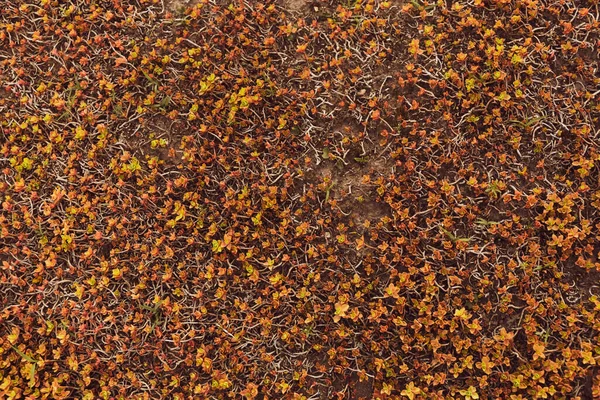 Sedum Album Coral Carpet Orange Succulent Plant Background Sedum Tetractinum — Stock Photo, Image