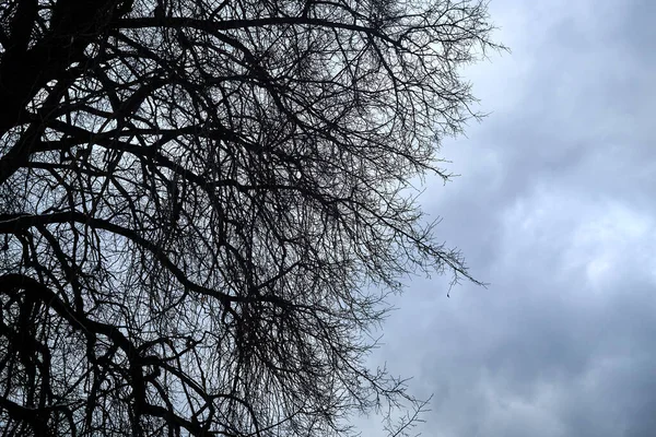 Bare Tree Branches Fundo Céu Nublado Lugar Horrível Sombrio Final — Fotografia de Stock