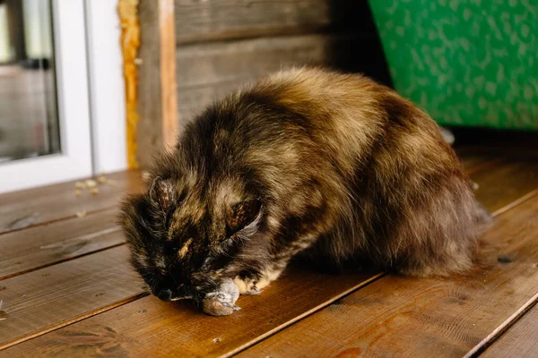 Gatto Con Uccello Morto Catturato Sotto Zampa Kitty Ucciso Passero — Foto Stock