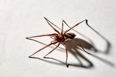 Beyaz arka planda izole edilmiş yırtıcı örümcek. Tegenaria agrestis. Yerli eklembacaklının büyük bir temsilcisi. Korku ya da örümcek fobisi. Sekiz bacak. Gölgeli. Yakın plan. Uzayı kopyala Stüdyo fotoğrafı.