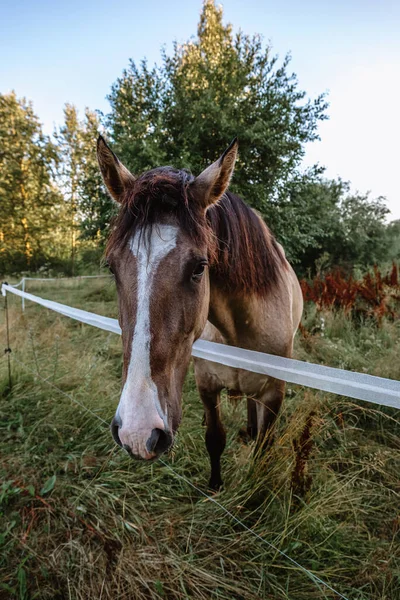 Portret Gniadego Konia Wygl Twarz Tle Krajobrazu Zadbany Koń Czystej — Zdjęcie stockowe