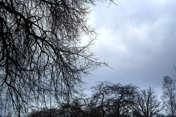 Bare Tree Branches Fundo Céu Nublado Lugar Horrível Sombrio Final — Fotografia de Stock