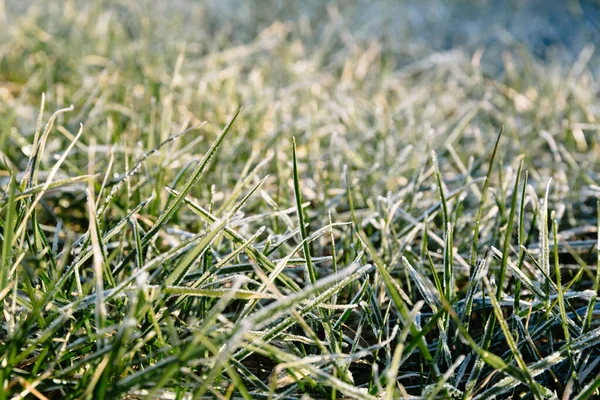 朝の露は緑の芝生の上で凍結し 太陽の光の下で白いベールに変えました — ストック写真