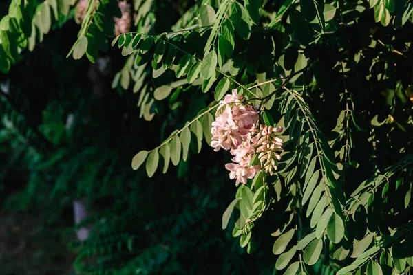 Fiori Acacia Fiore Ramo Con Sfondo Verde Pianta Giardino Stagione — Foto Stock