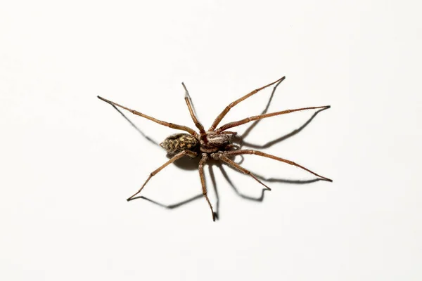 Predátorský Pavouk Izolovaný Bílém Pozadí Tegenaria Agrestis Velký Představitel Domácího — Stock fotografie