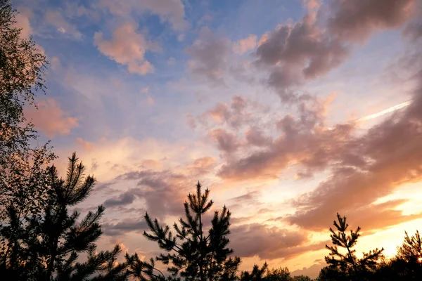 Dramatik Pembe Mor Mavi Bulutlu Gün Batımı Gökyüzü Ladin Ağacı — Stok fotoğraf