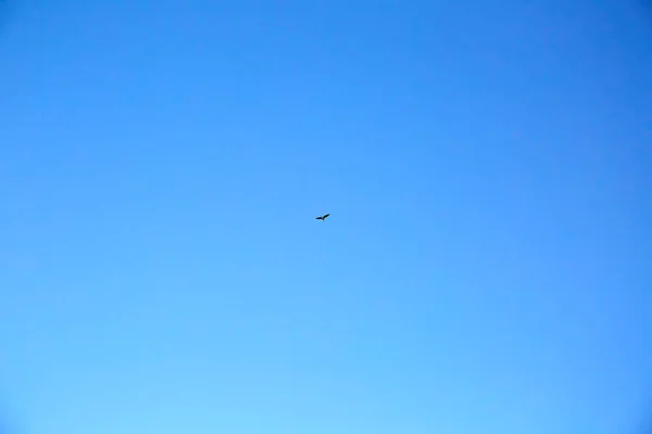 Grand Héron Noir Vole Haut Dans Ciel Bleu Pur Ornithologie — Photo