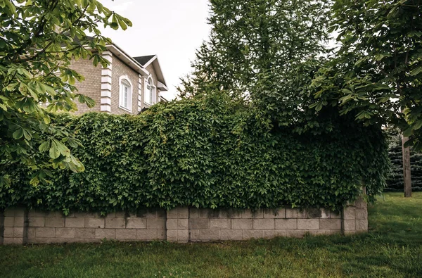 用野生葡萄藤蔓长成的块状篱笆 乡间别墅的栅栏 后院的树篱公园景观设计的装饰元素 攀爬植物 绿色的跳 天然花园墙 — 图库照片
