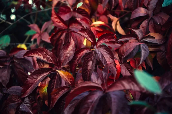 Bellissimo Solido Sfondo Naturale Rosso Verde Brillante Presentato Sotto Forma — Foto Stock