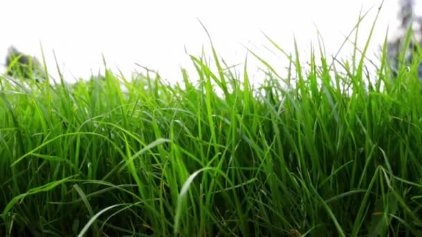 Vue Latérale Rapprochée Une Pelouse Verdoyante Herbe Dense Isolée Sur — Video