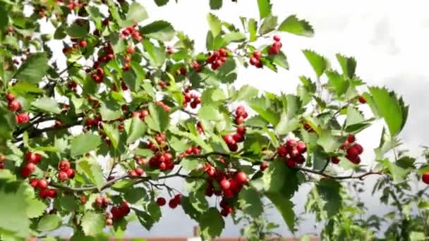 Scie Onglets Avec Une Grande Lame Métallique Dans Les Mains — Video