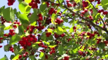 Yeşil çalı dallarında olgun kızıl dikenli meyveler. Sonbahar geldi. Yeşil takım. Yararlı bir şifalı bahçe bitkisi. Yüksek çözünürlüklü video. Yakın çekim görüntüsü. Hasat mevsimi. Sağlıklı bitkiler. Güneşli ve rüzgarlı hava.