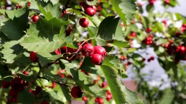 Ripe Red Hawthorn Berries Green Bush Branches Autumn Time Green — Stock Video
