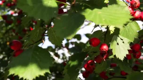 Ripe Red Hawthorn Berries Green Bush Branches Autumn Time Green — Stock Video