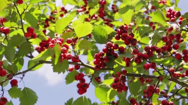 Bayas Espino Rojo Maduras Ramas Arbusto Verde Tiempo Otoño Manojo — Vídeos de Stock