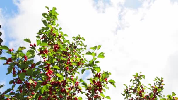 緑の茂みの枝に赤いサンザシの果実を熟す 秋の時間だ 緑の塊 有用な薬用庭の植物 Hdビデオ クローズアップビュー 収穫期だ 健康なハーブだ 晴れと風の強い日 — ストック動画