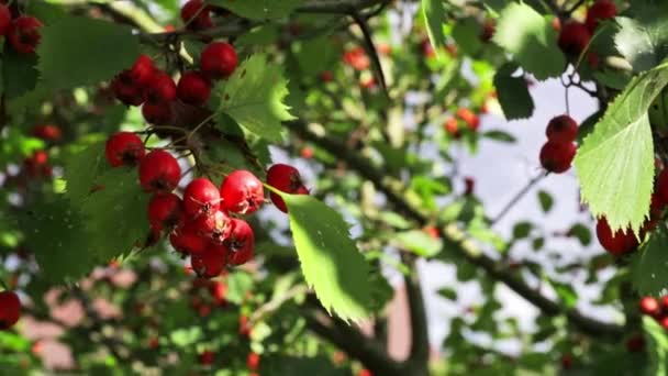 Baies Aubépine Rouge Mûres Sur Des Branches Brousse Vertes Automne — Video