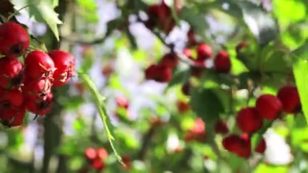 緑の茂みの枝に赤いサンザシの果実を熟す 秋の時間だ 緑の塊 有用な薬用庭の植物 Hdビデオ クローズアップビュー 収穫期だ 健康なハーブだ 晴れと風の強い日 — ストック動画