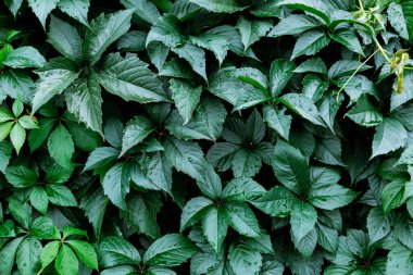 Vahşi yeşil üzüm yapraklarının dekoratif arka planı. Beş yapraklı sarmaşık doğal duvar kağıdı. Doğa dokusu. Uzayı kopyala Bahçe çiti. Partenosissus quinquefolia. Çalılıklar sarkıyor. Ön ya da arka bahçe dekoru.