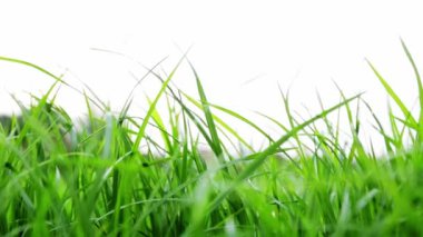 Miter, bir marangozun ellerinde büyük metal bir bıçakla gördü. Tahta kesmek için kullanılan bir alet. Testereyle kesme işlemine yakın çekim. Elektrikli araçların kullanımı için işgücü koruması ve güvenlik kuralları.