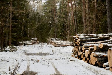 Ahşap bir kütük. Yuvarlak kereste deposu. Çam ağacından bir kereste kampı. Toplu orman tahribatı. Taze kesilmiş ağaç kütükleri birikti. Tahta hasatı. Takasta doğal kaynakların satışı. Ekolojik sorun.