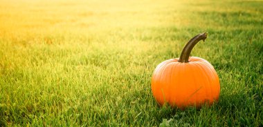 Yeşil çimen arka planında büyük bir portakal kabağı. Sonbahar sezonu. Şükran Günü. Çiftlik hasadı. Uzayı kopyala Pankart. Manzara. Güzel panoramik kart. Doğa dekorasyonu. Sebzeler.
