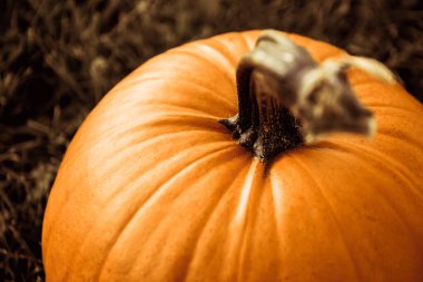 alanında büyük turuncu kabak