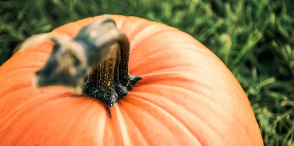 big orange pumpkin in the field