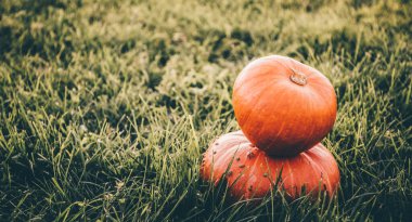 Yeşil çimen tarlası ve güneş altında yeni sonbahar hasadının üç parlak turuncu kabağı. Güzel manzara.