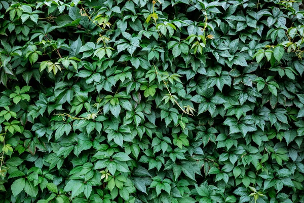 Vahşi yeşil üzüm yapraklarının dekoratif arka planı. Doğa dokusu. Pankart. Beş yapraklı sarmaşık doğal duvar kağıdı. Uzayı kopyala Bahçe çiti. Çalılıklar sarkıyor. Ön ve arka bahçe dekoru. Sonbahar manzarası.