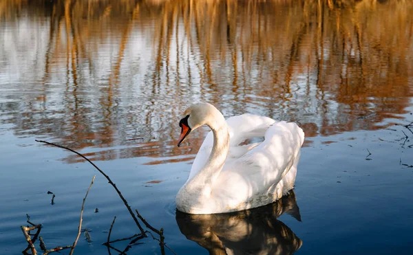 Прекрасный Белый Взрослый Лебедь Красным Клювом Белым Оперением Плавает Чистой — стоковое фото