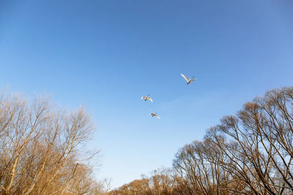Oiseau Migrateur Trois Cygnes Blancs Volent Dans Ciel Bleu Retour — Photo