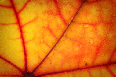 akçaağaç yaprağı yapısı 