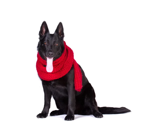 Dog in red scarf — Stock Photo, Image