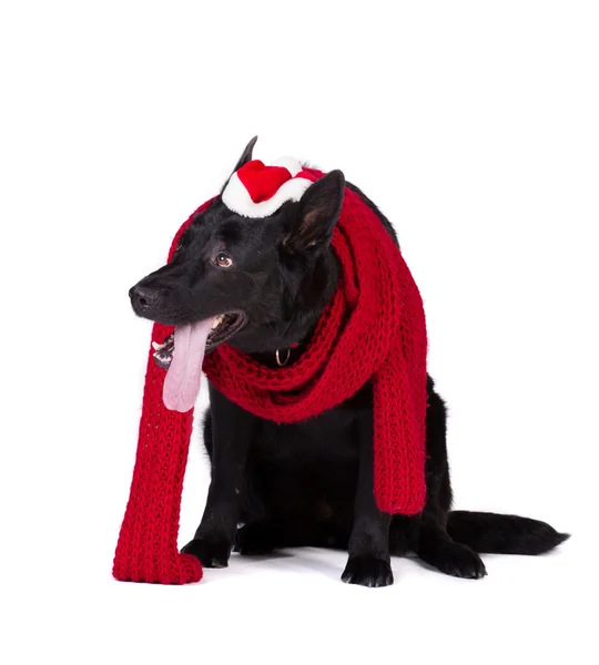 Svart hund i santa kläder — Stockfoto