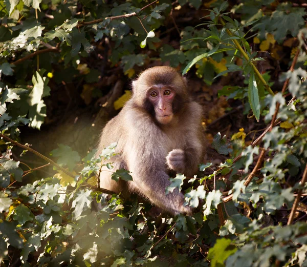 4,700 Monkey color face Stock Photos, Monkey color face Images