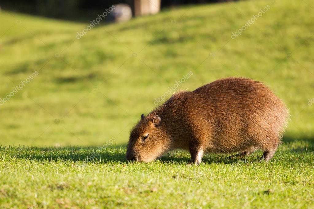 Furry capybara Stock Photo by ©zaretskaya 58940363