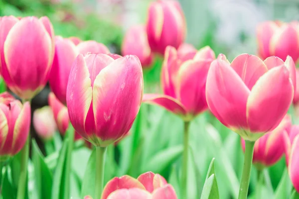 Red Tulips blooming — Stock Photo, Image