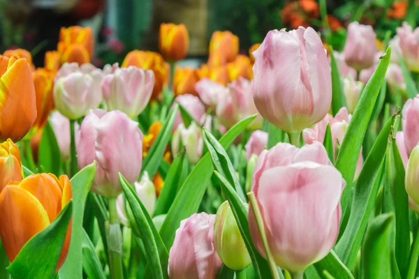 Pink and orange Tulips — Stock Photo, Image